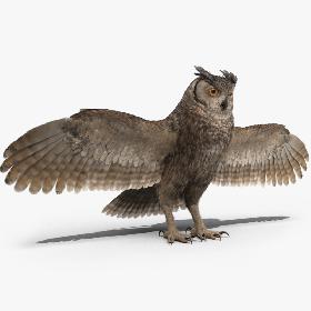 3D Owl